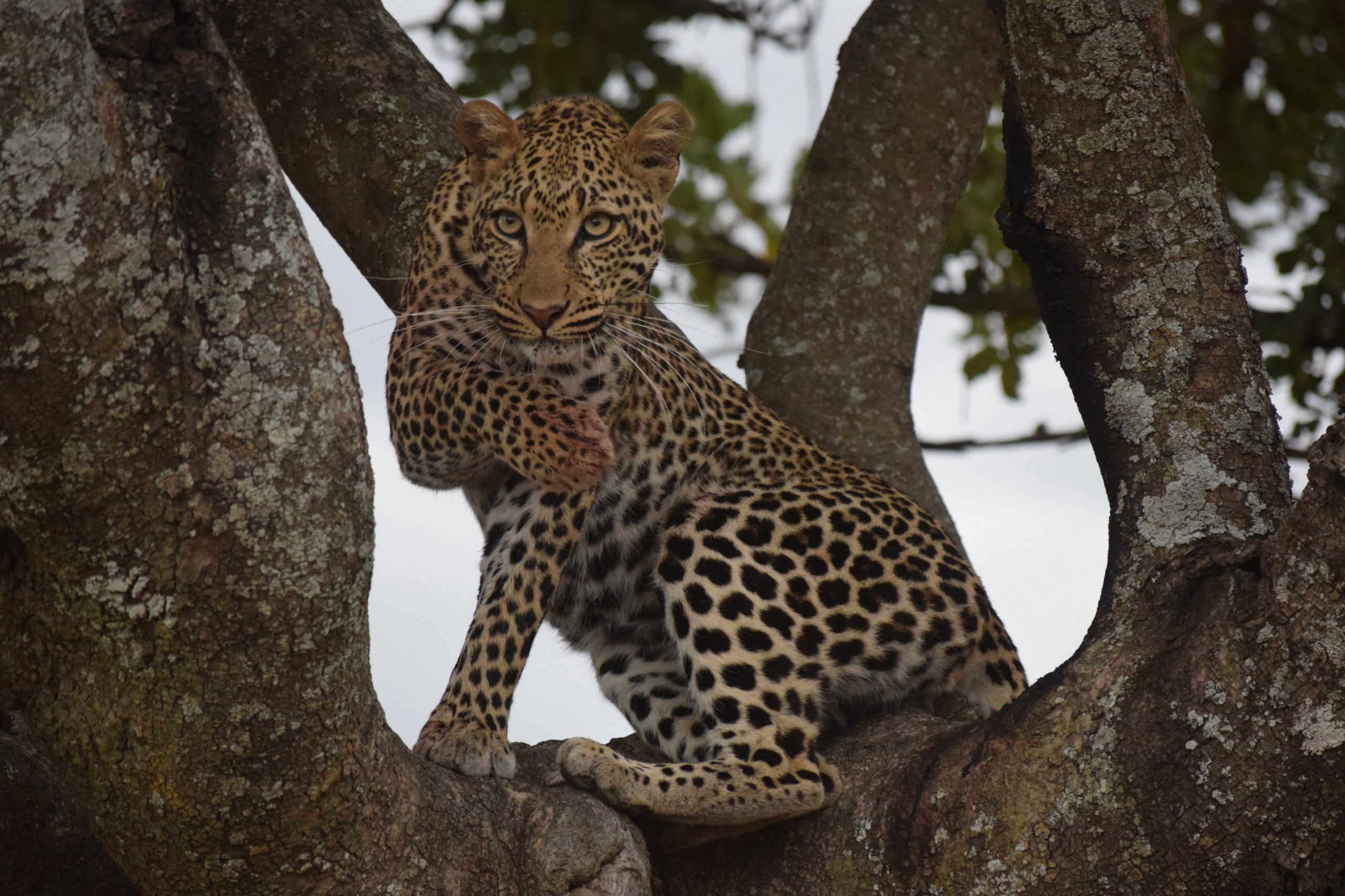 Leopard resting on tree