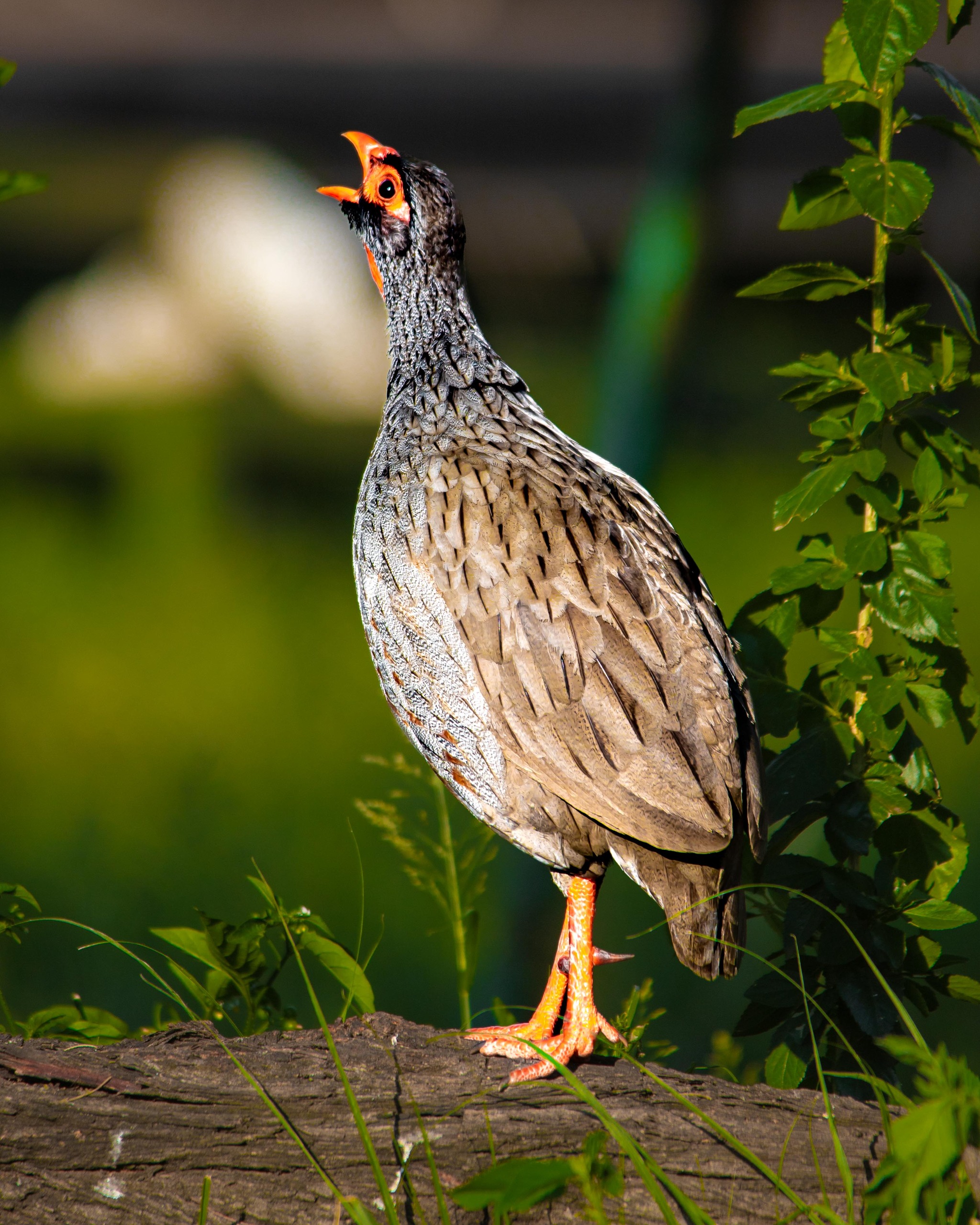 Exotic Birdlife