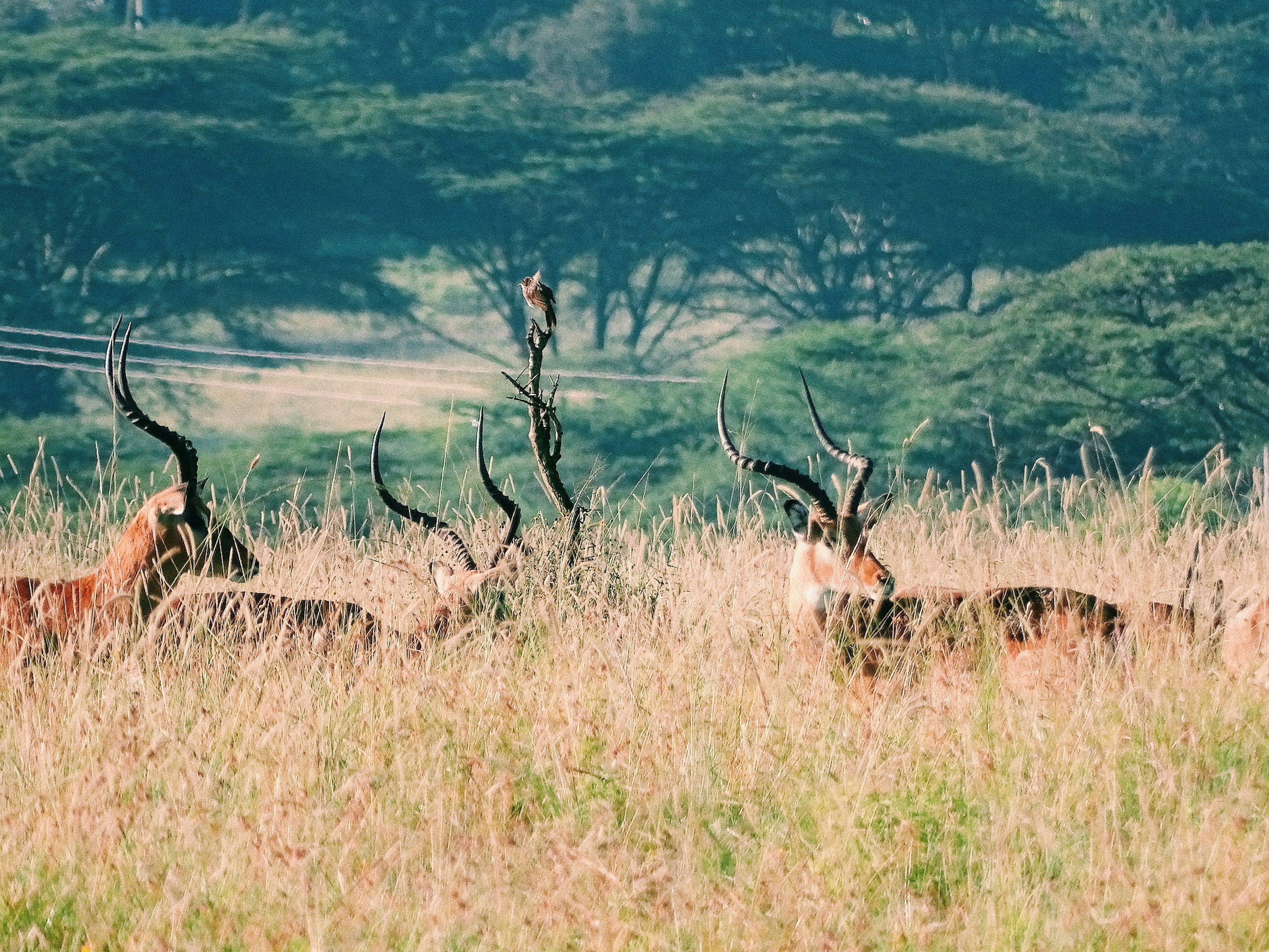 Serengeti landscape