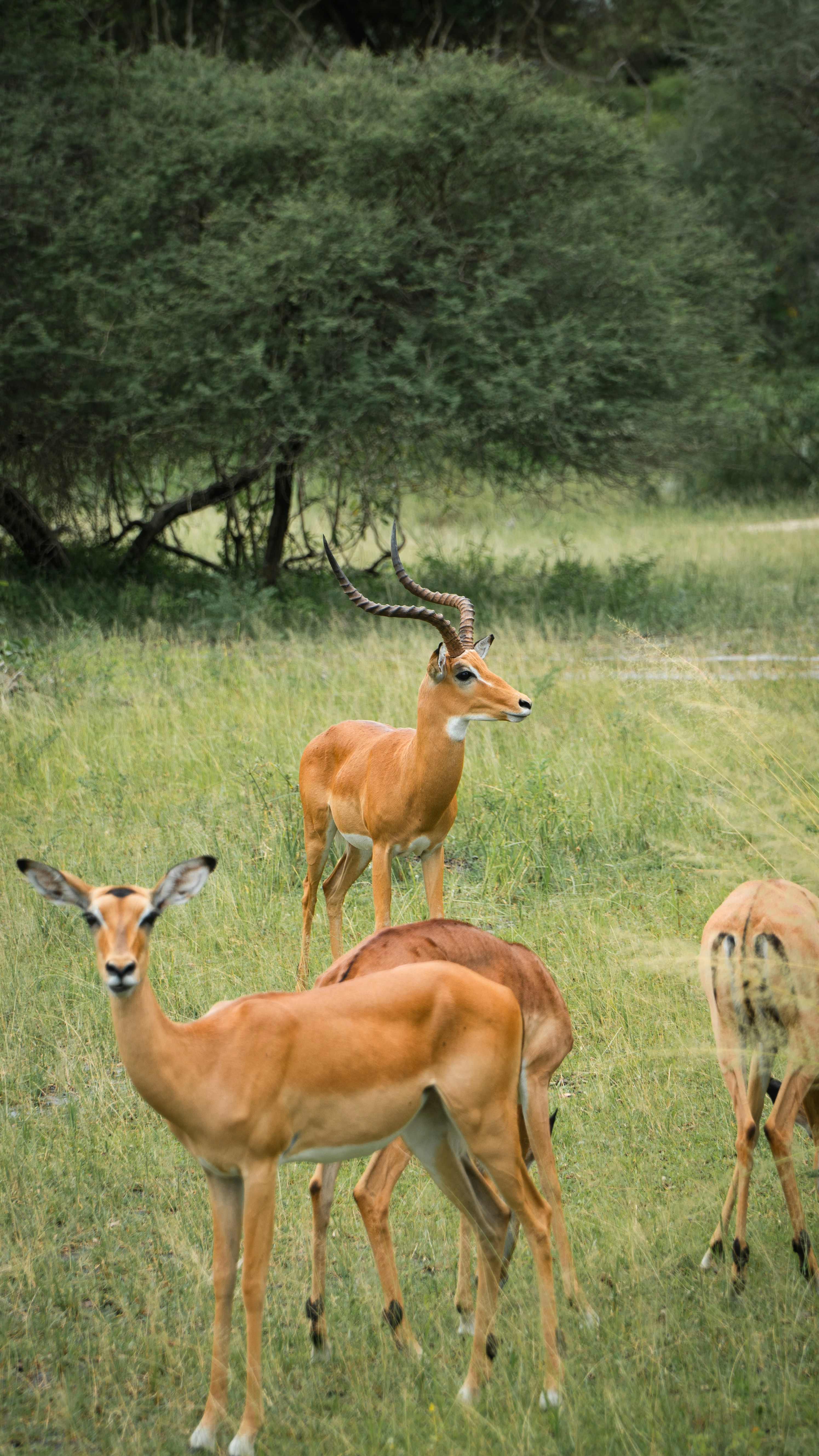 Wildebeest migration