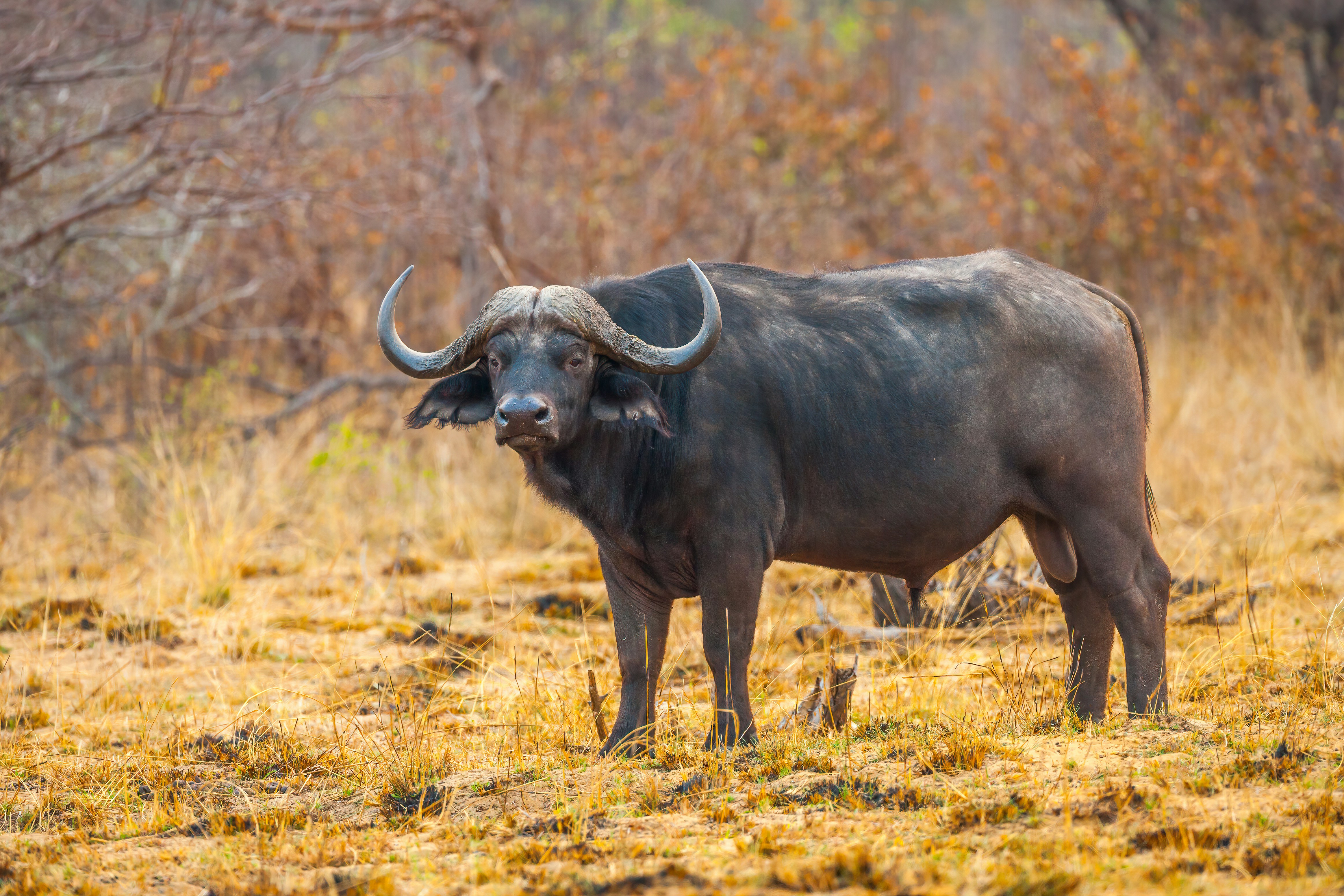 African Buffalo herd in Ngorongoro