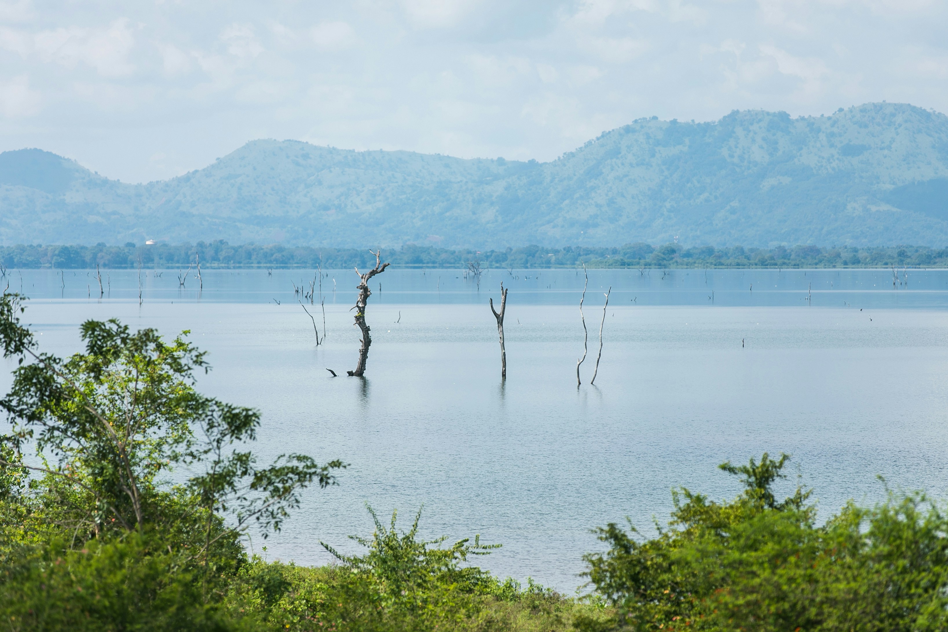 Serengeti landscape