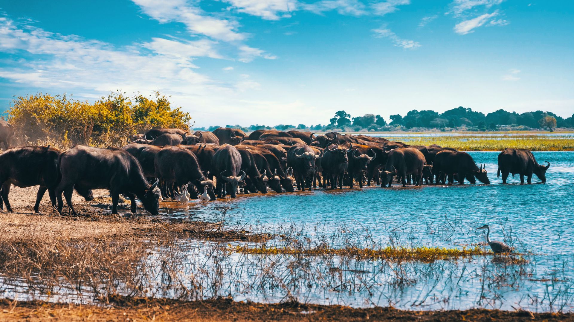 Wildebeest migration
