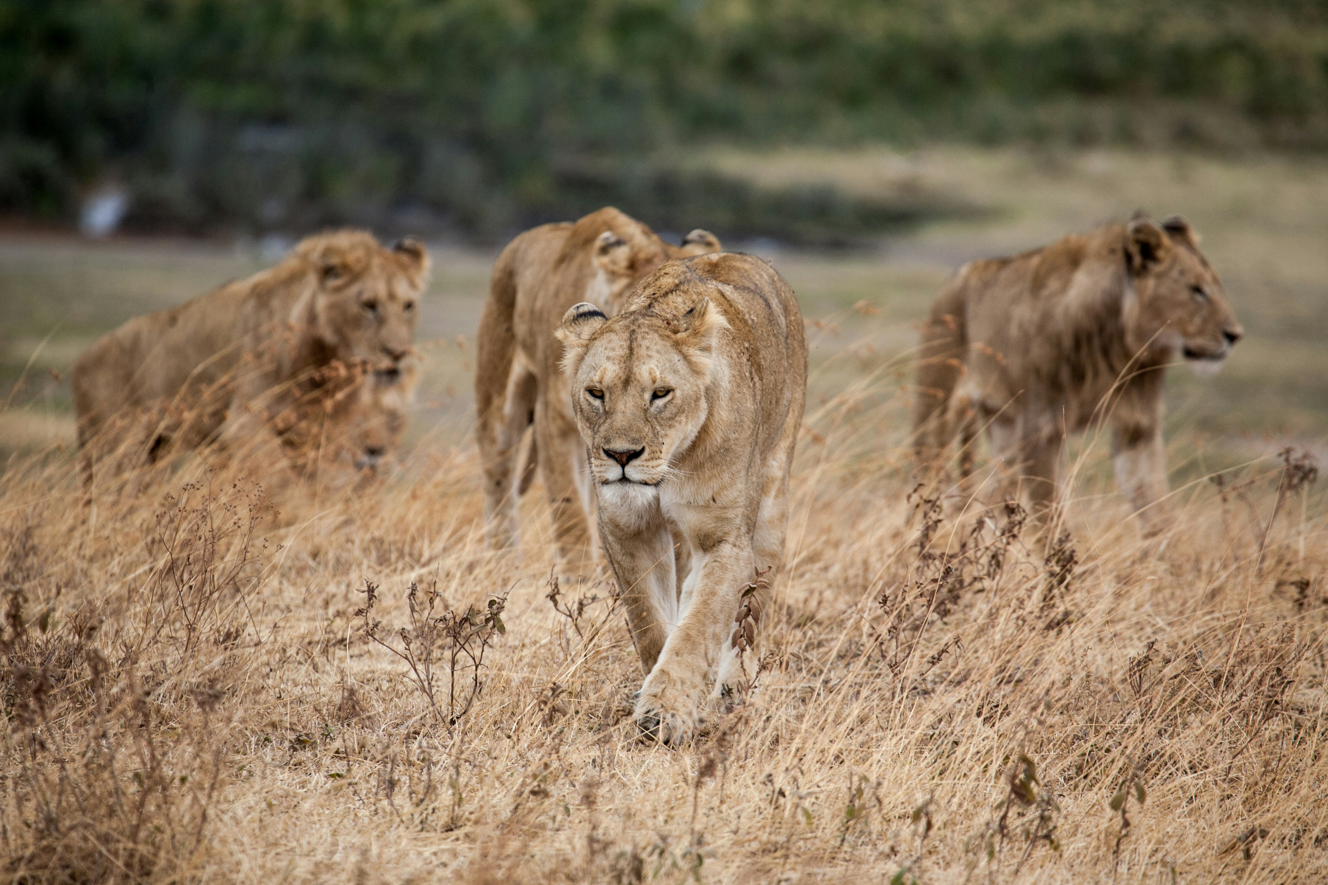 Lion in Serengeti