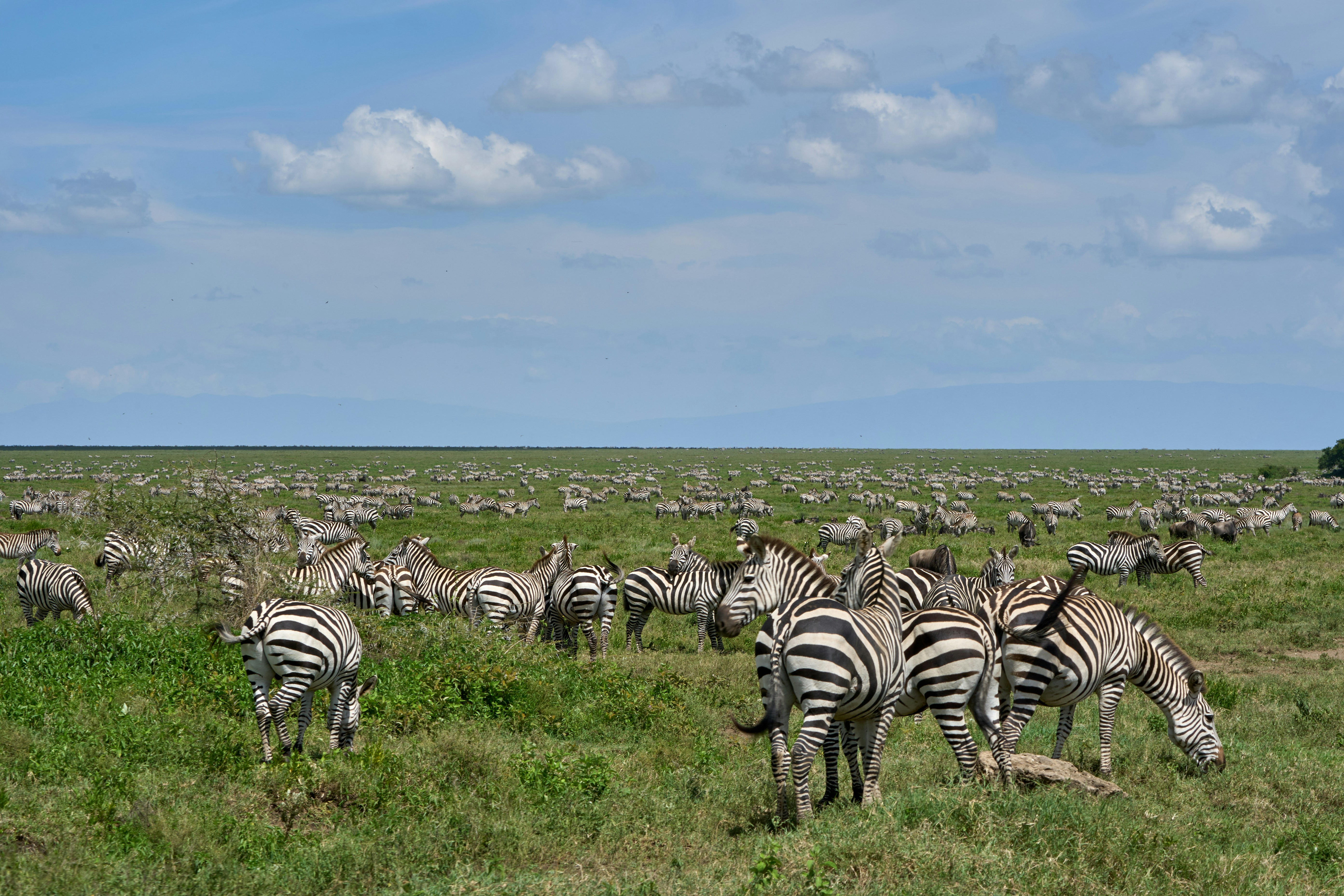 Serengeti landscape