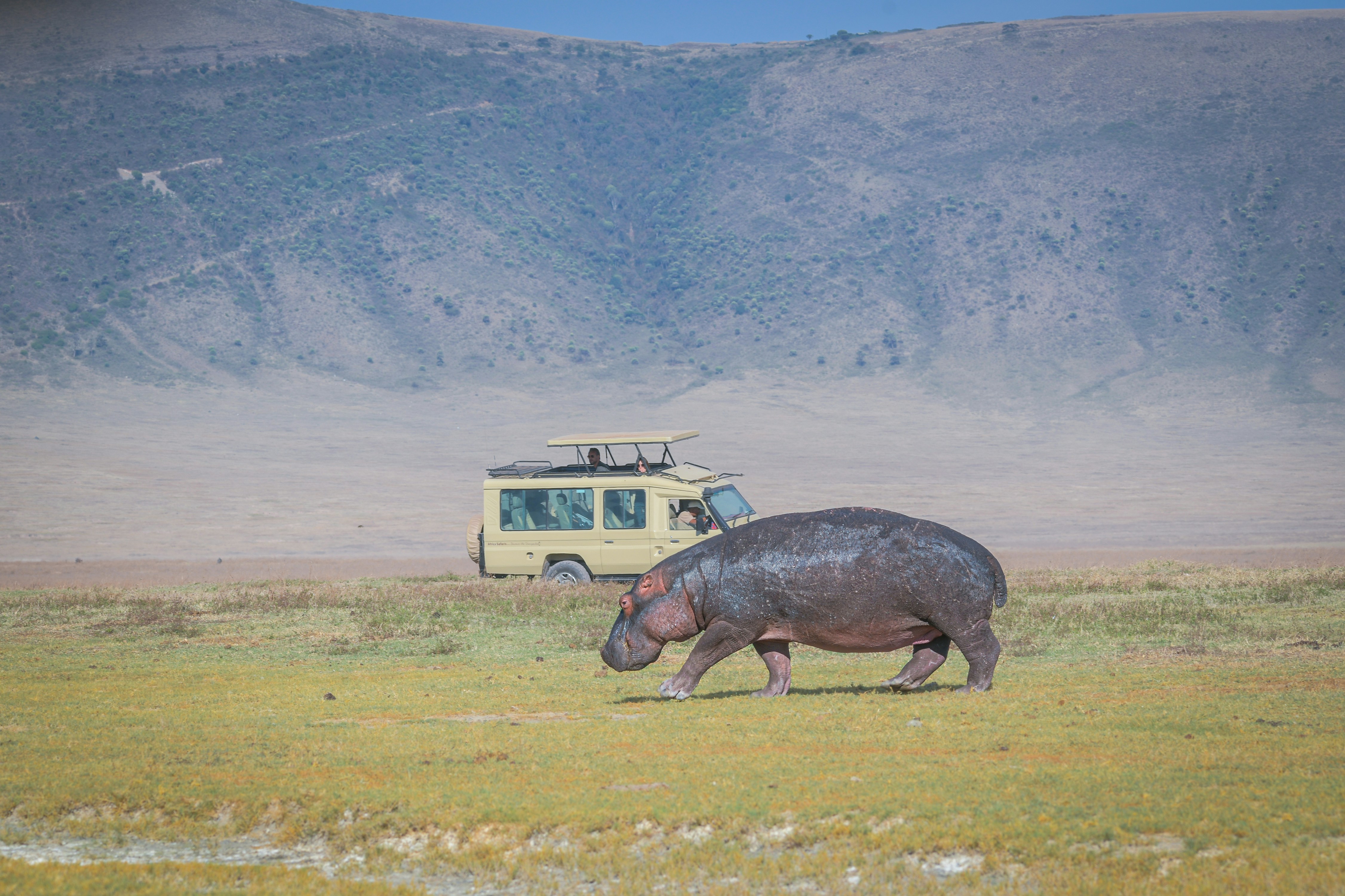 Wildebeest migration