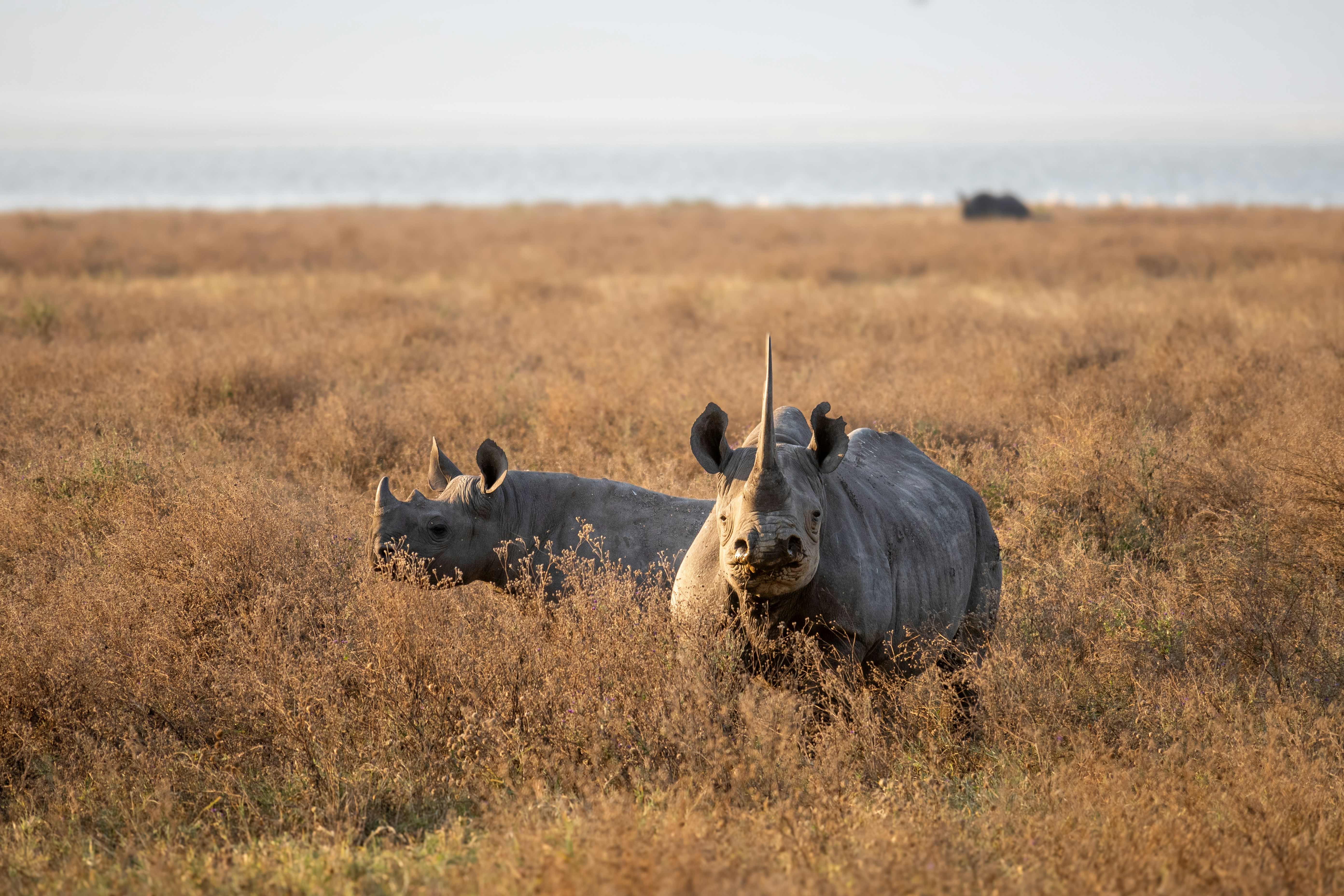 Black Rhino in Ngorongoro Crater