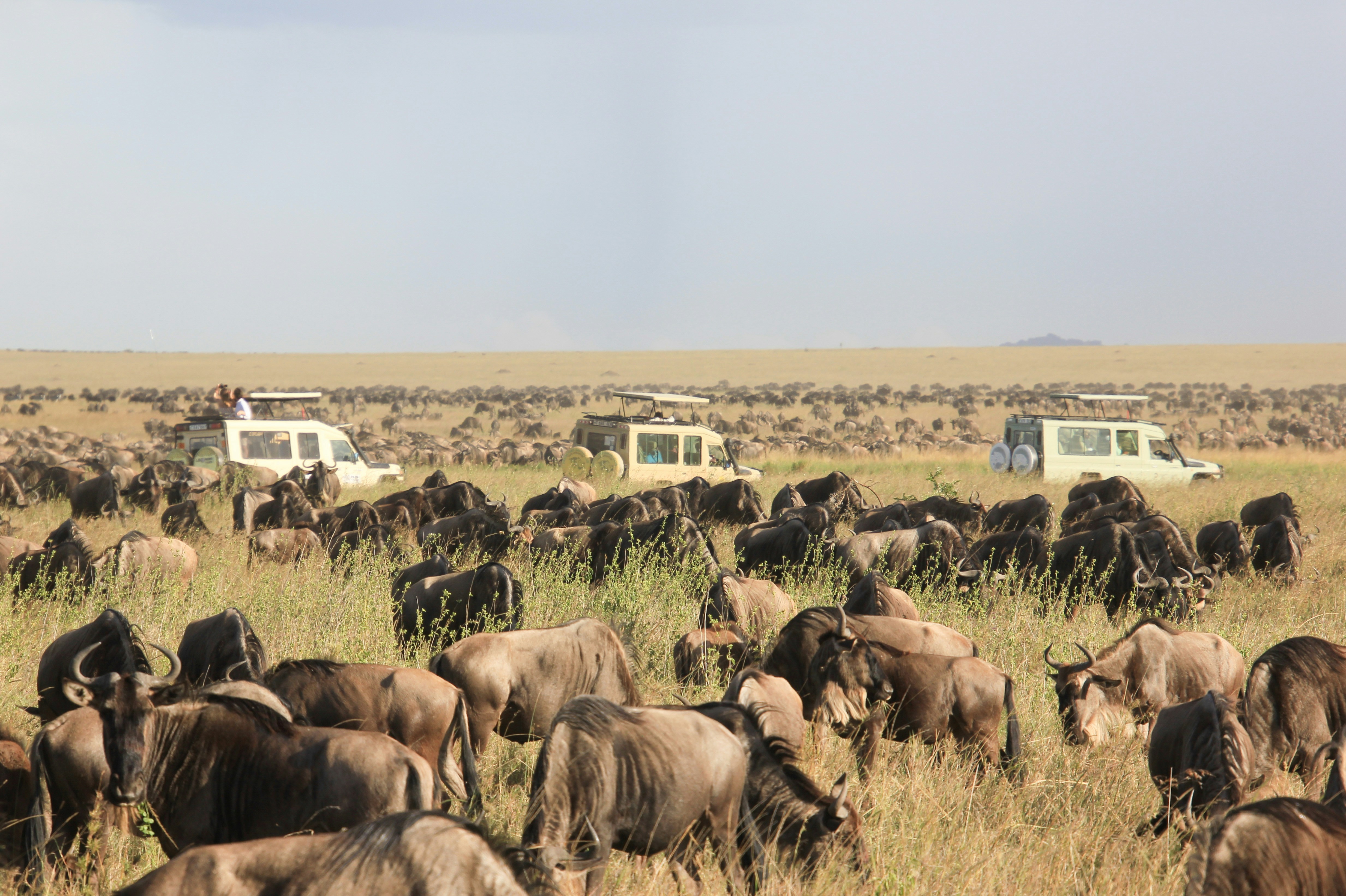 Safari Jeep in Serengeti