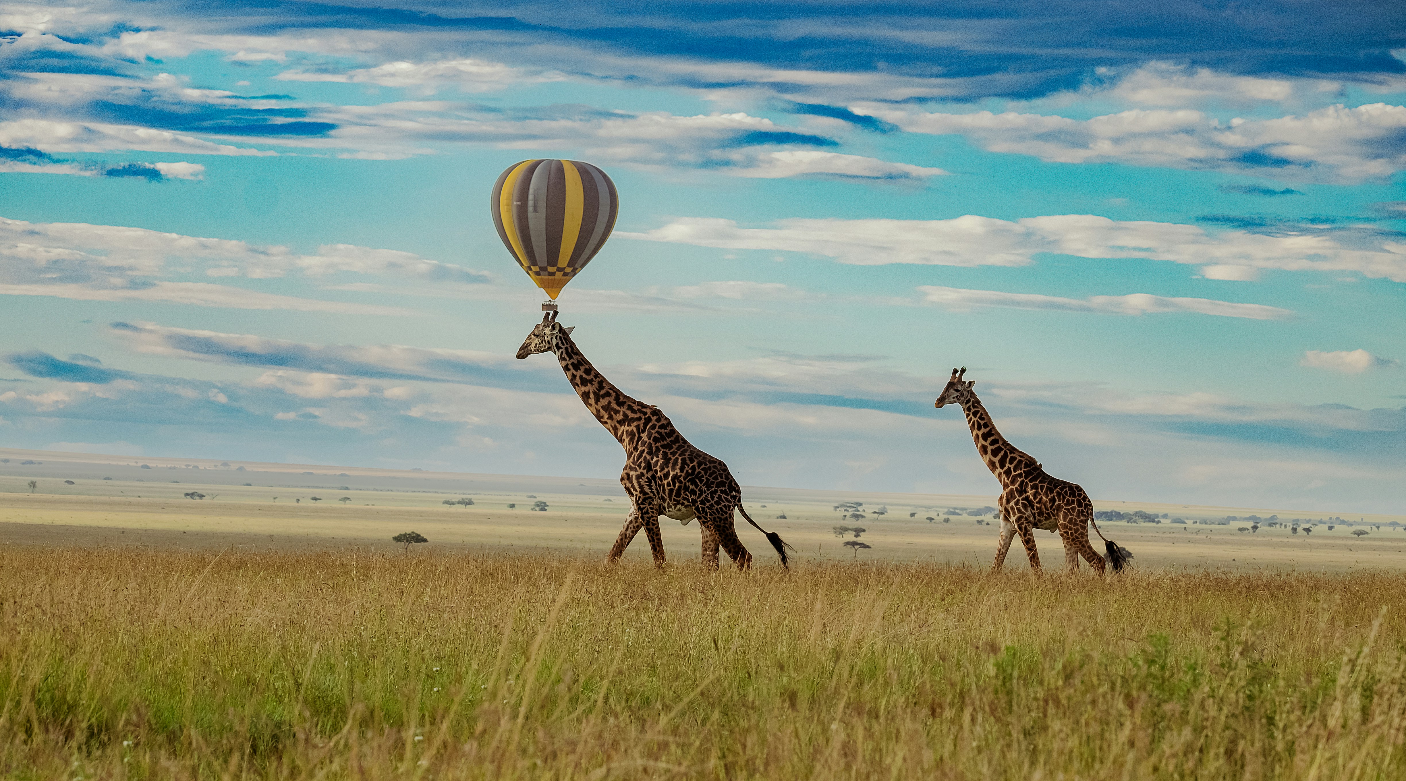 Serengeti landscape