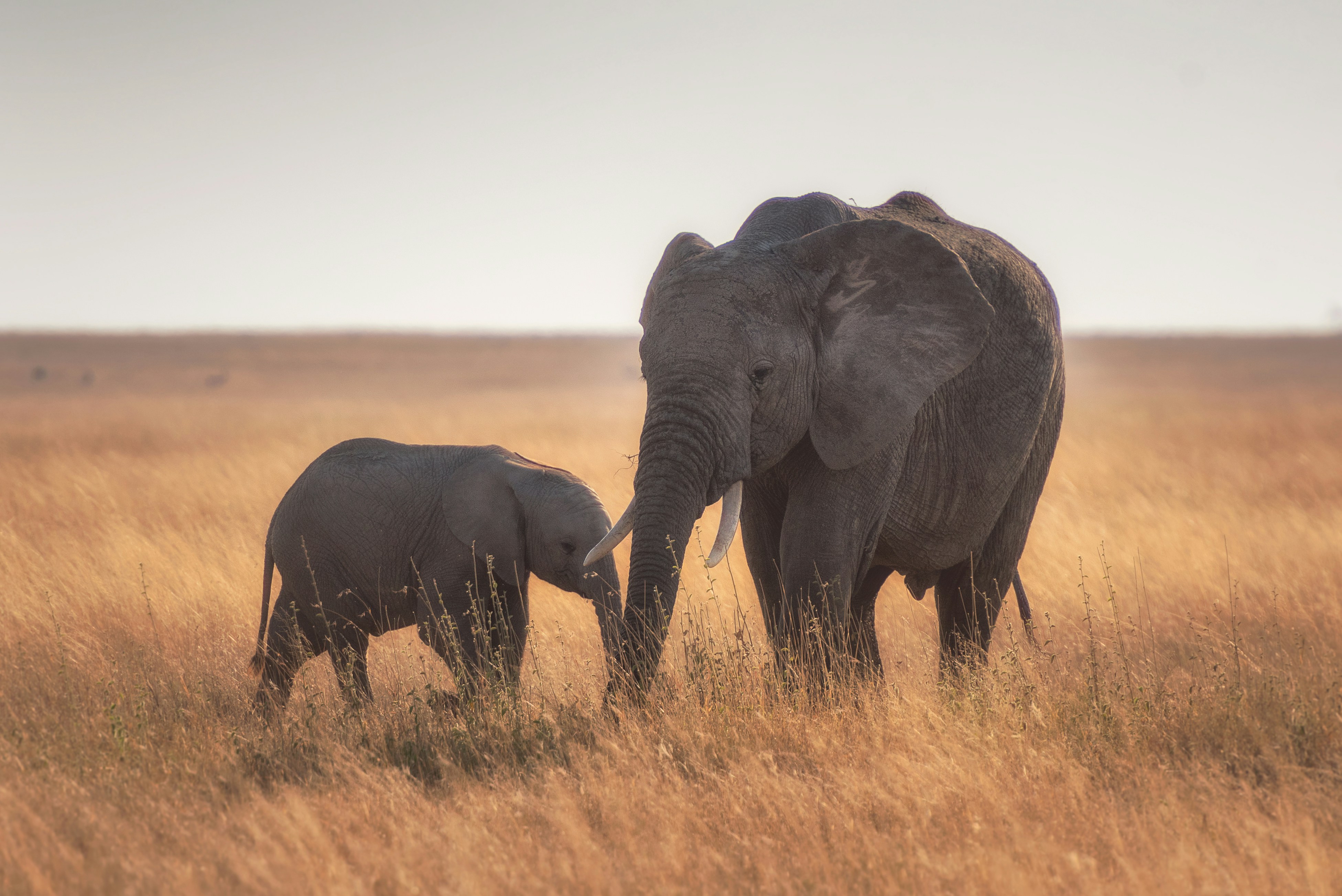 Tanzania Safari Big Five