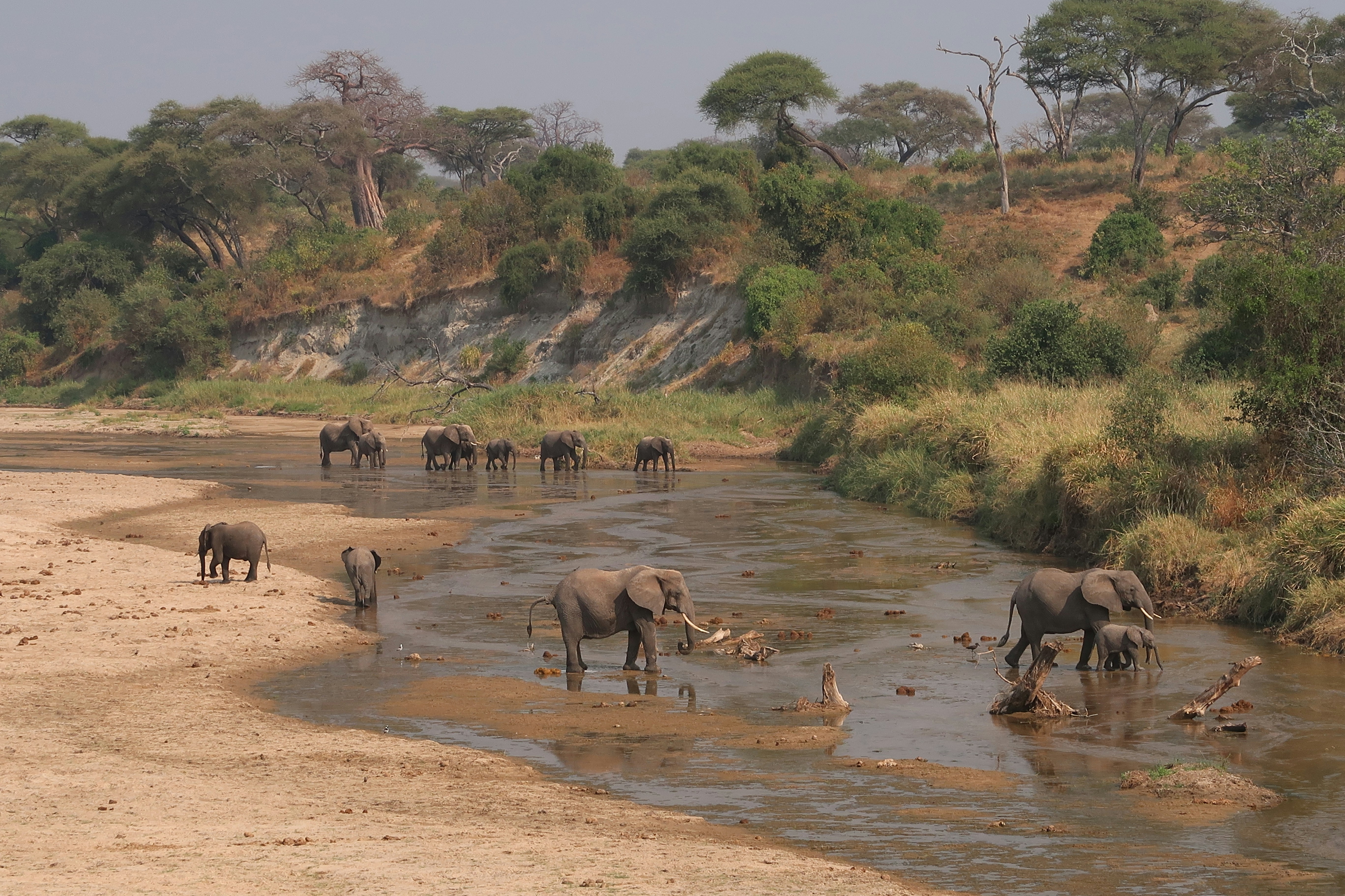 Serengeti landscape