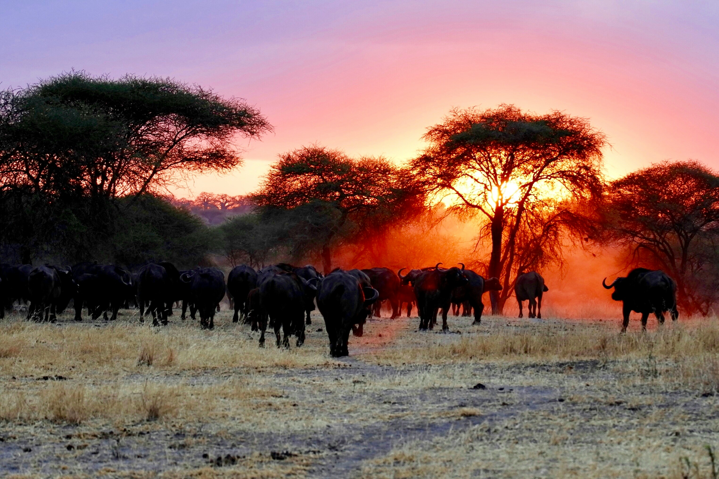 Wildebeest migration